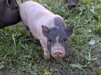gottingenske mini prasiatka prasa prasce gotingen sviňa svin - 8