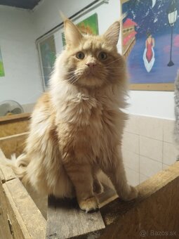 Mainska mývalia mačka - 8