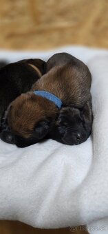 Belgický ovčák Malinois- štěňata s PP - 8