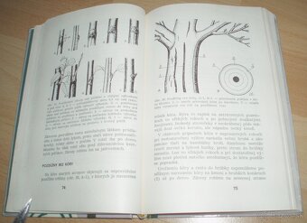 Rez a tvarovanie ovocných drevín - 8