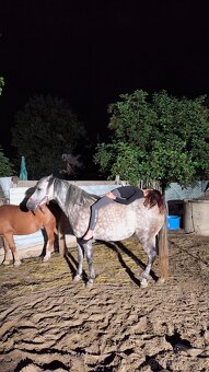 Športová pony kobylka - 8