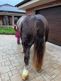 BRETÓNSKA KOBYLA - 8