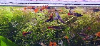 Rastliny do akvária, gupky, krevetky mix(Neocaridina) - 8