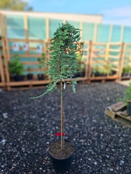 Stromy na kmienku - 8