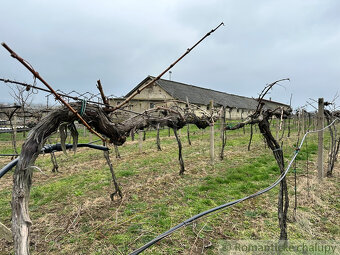 Krásny vinohrad na veľkom pozemku vo vinohradníckej oblast - 8