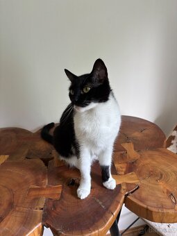 Svojská Lolla(pivo) hľadá domov - 8