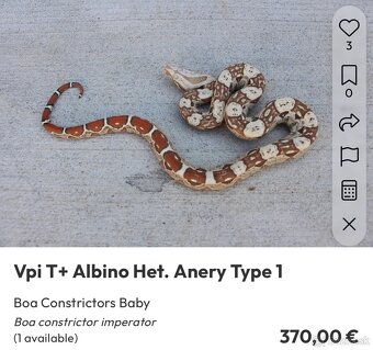 Veľhad kráľovský/ Boa constrictor - 8