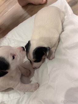 Jack Russel teriér - 8