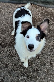 Border kolia tricolor - 8