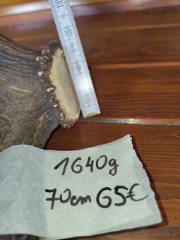 Jelenie parohy,parožie - 8