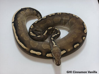 Python regius - 8