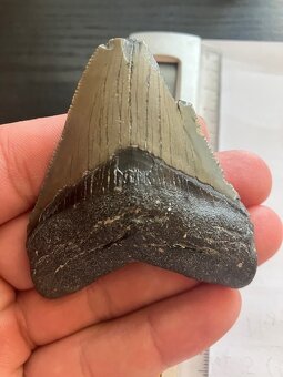Fosília, skamenelina, Megalodon, zub, žralok - inzerát č.12 - 8