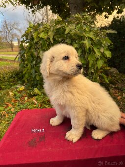 Slovenský čuvač - 8