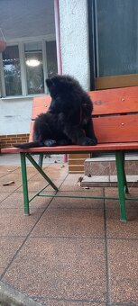 Nemecký ovčiak šteniatka - 8