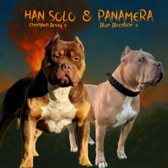 American Bully Xl - 8