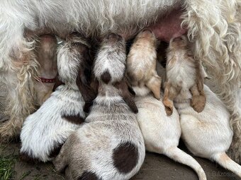 Taliansky spinone - 8