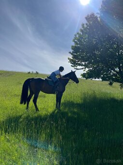 Nová cena nádherná 14r. kobyla na predaj - 8