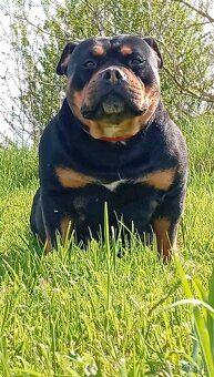 American bully pocket - 8