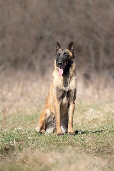 Belgický ovčiak Malinois s PP - 8