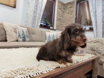 jazvečík trpasličí králičí - 8