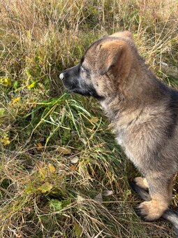 Šteniatka nemeckého ovčiaka - 8