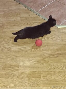 Darujem mačiatko - 8