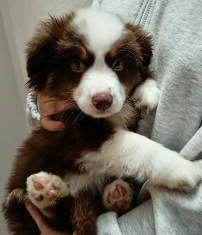 Miniaturní Americký ovčák s PP - 8