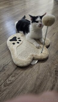 Darujem 4,5mes. kocúrika,zaočkovaný,zdravý - 8