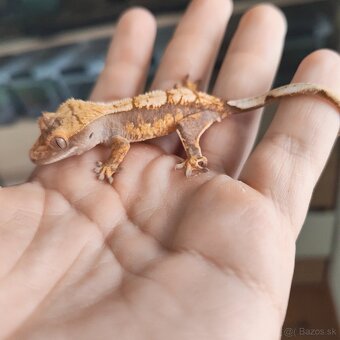 Pagekon riasnatý/Correlophus ciliatus - 8