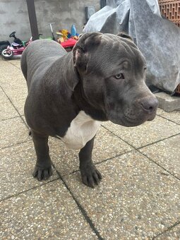 American Bully s PP - 8