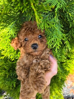 Pudlik, pudel toy-mini -Poodle - 8