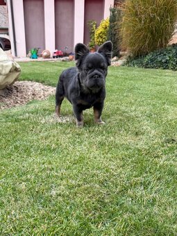 Francuzsky buldoček isabella and tan merle a big rope fenka - 8