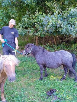 Falabella mini minihorse pony - 8