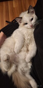 Ragdoll kocúrik - 8
