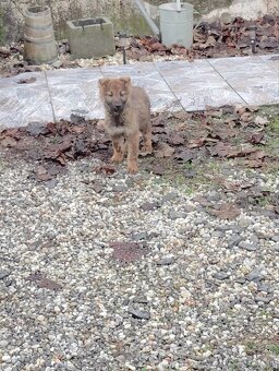 Československý vlčiak - 8