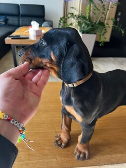 Šteňatá Doberman - 8