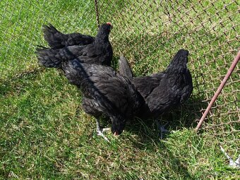 Australorp sliepky na predaj - 8