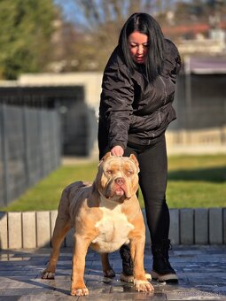 American bully xl, pitbull xxl merle tricolor k odberu - 8