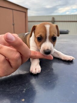 Jack Russel Terrier čistokrvné šteniatka - 8
