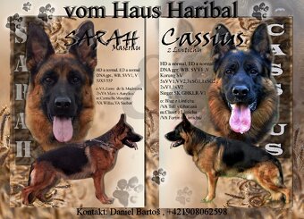 Nemecký ovčiak - šteniatka s PP na predaj - 8