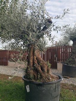 Olivovník Mrazuvzdorný - 8