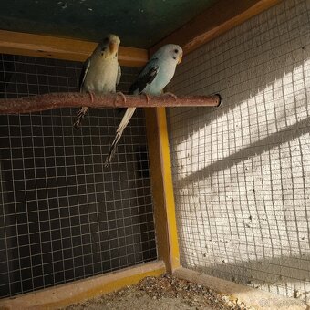 Andulky ciernokrídle blackwing - 8