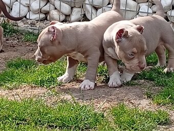American bully pocket - 8