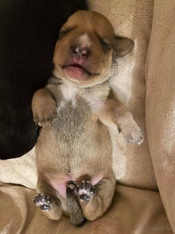 Predám psikov krizenca - 8