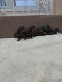 Jazvečik  trpazlici - 8