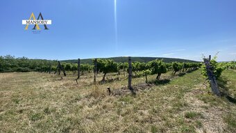 Na predaj vínny dom s vinicami a vínnymi pivnicami 13974 m2  - 8