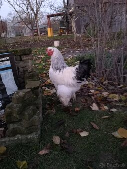 Brahmanka - kohút - 8