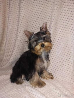 York, Yorkshire, Yorkshirsky terier, mini yorkshire samec - 8