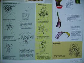 Reo / Tradescantia - izbová rastlina mládniky - 8