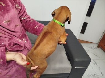 RHODESIAN RIDGEBACK - 8